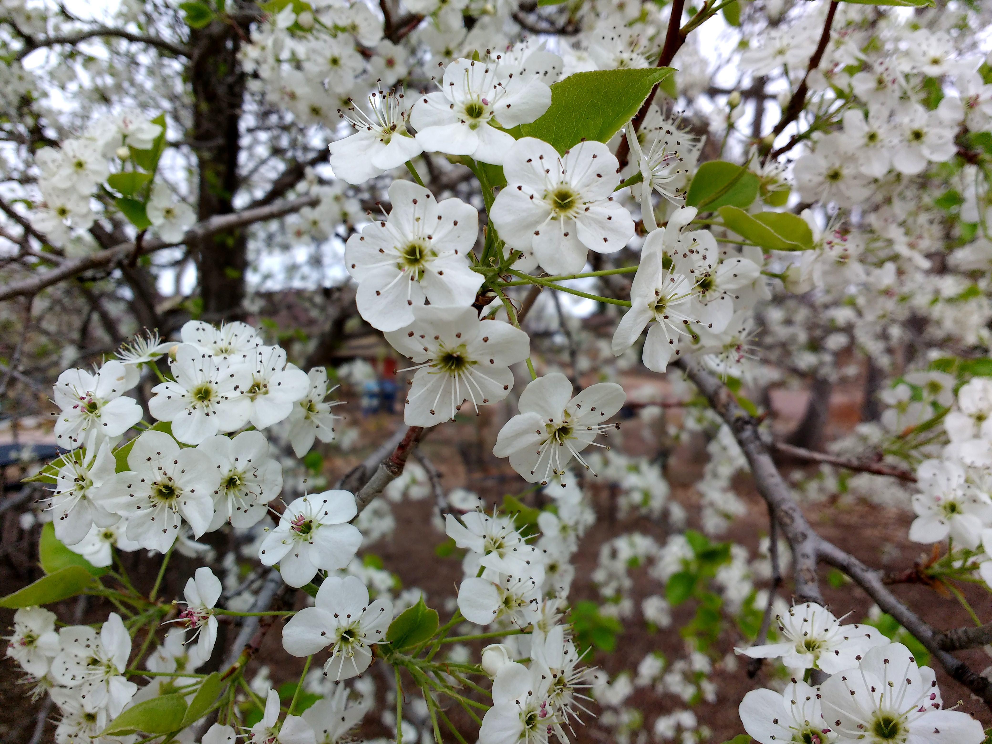 Pear blossoms in springtime